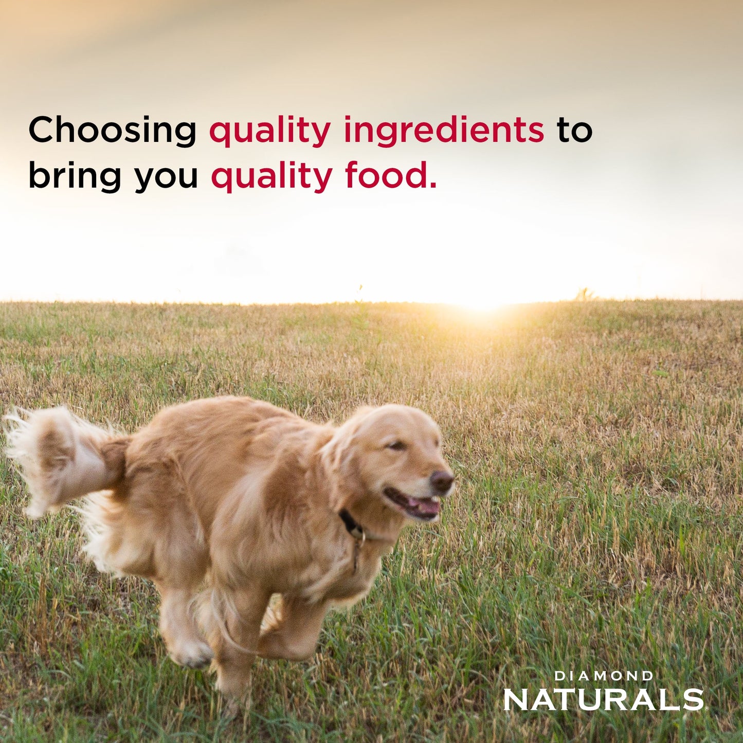 DIAMOND NATURALS DOG SKIN COAT 15#