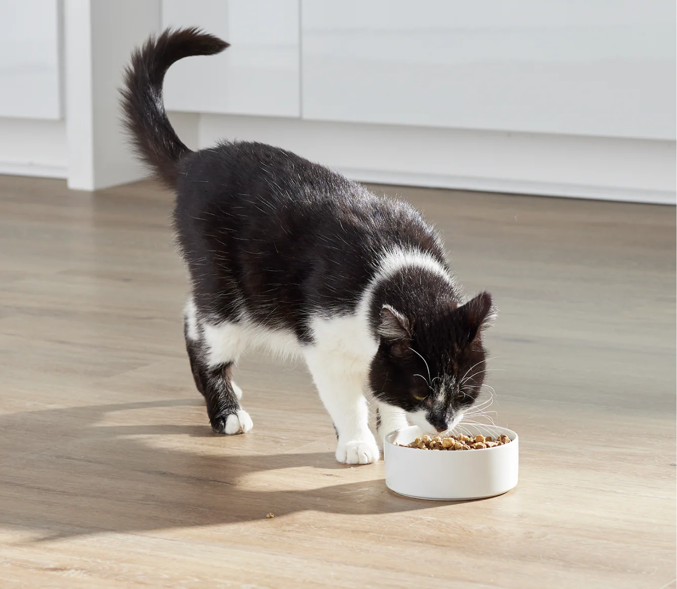 OPEN FARM GRAIN FREE RAWMIX KITTEN 2.25#