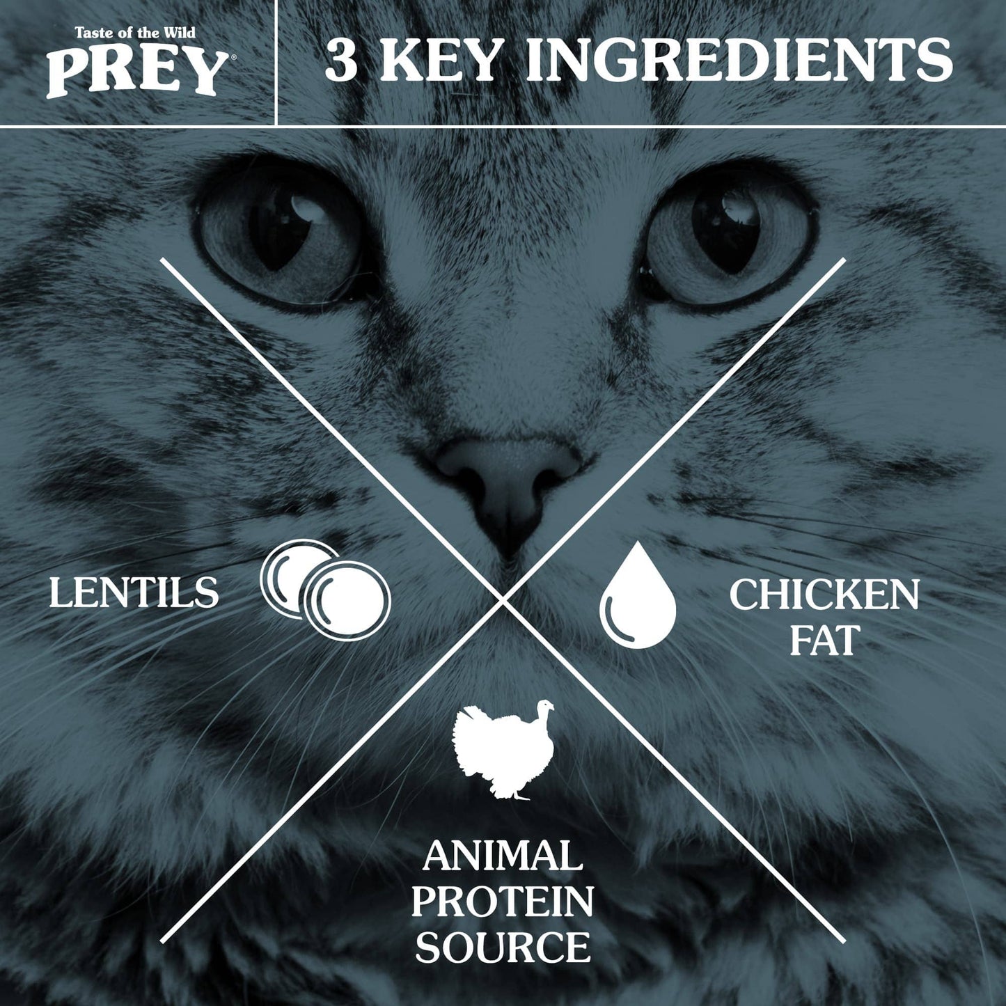 TASTE OF THE WILD CAT GRAIN FREE PREY LID ANGUS BEEF 15#