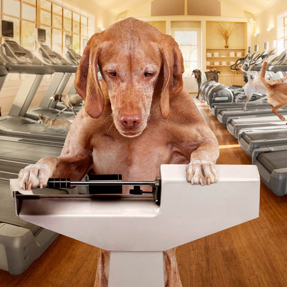 FROMM DOG GOLD LARGE BREED WEIGHT MANAGEMENT 30#